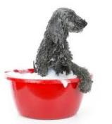 Linda's 4 Paw Spa